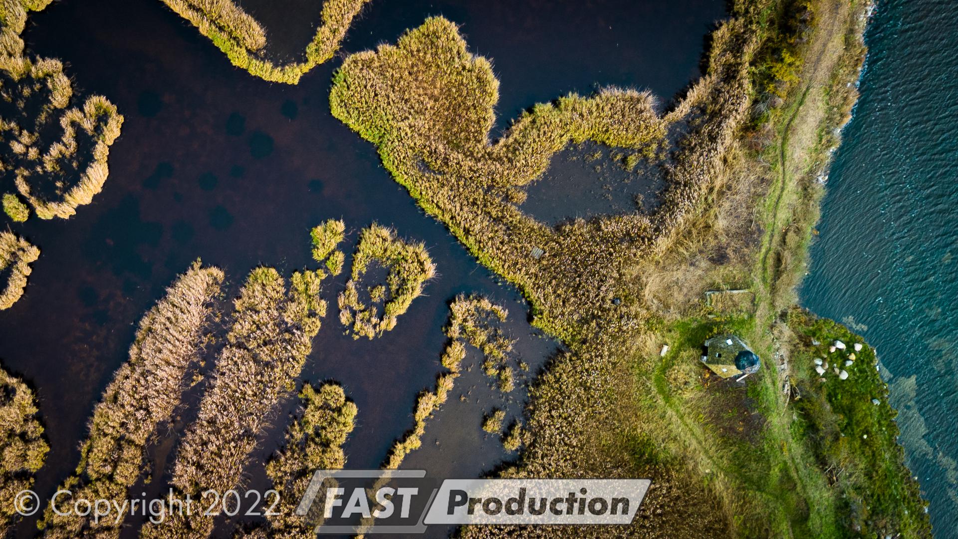 Dronefoto lodret ned over sivbælter, vandløb og marsk i gyldne farver