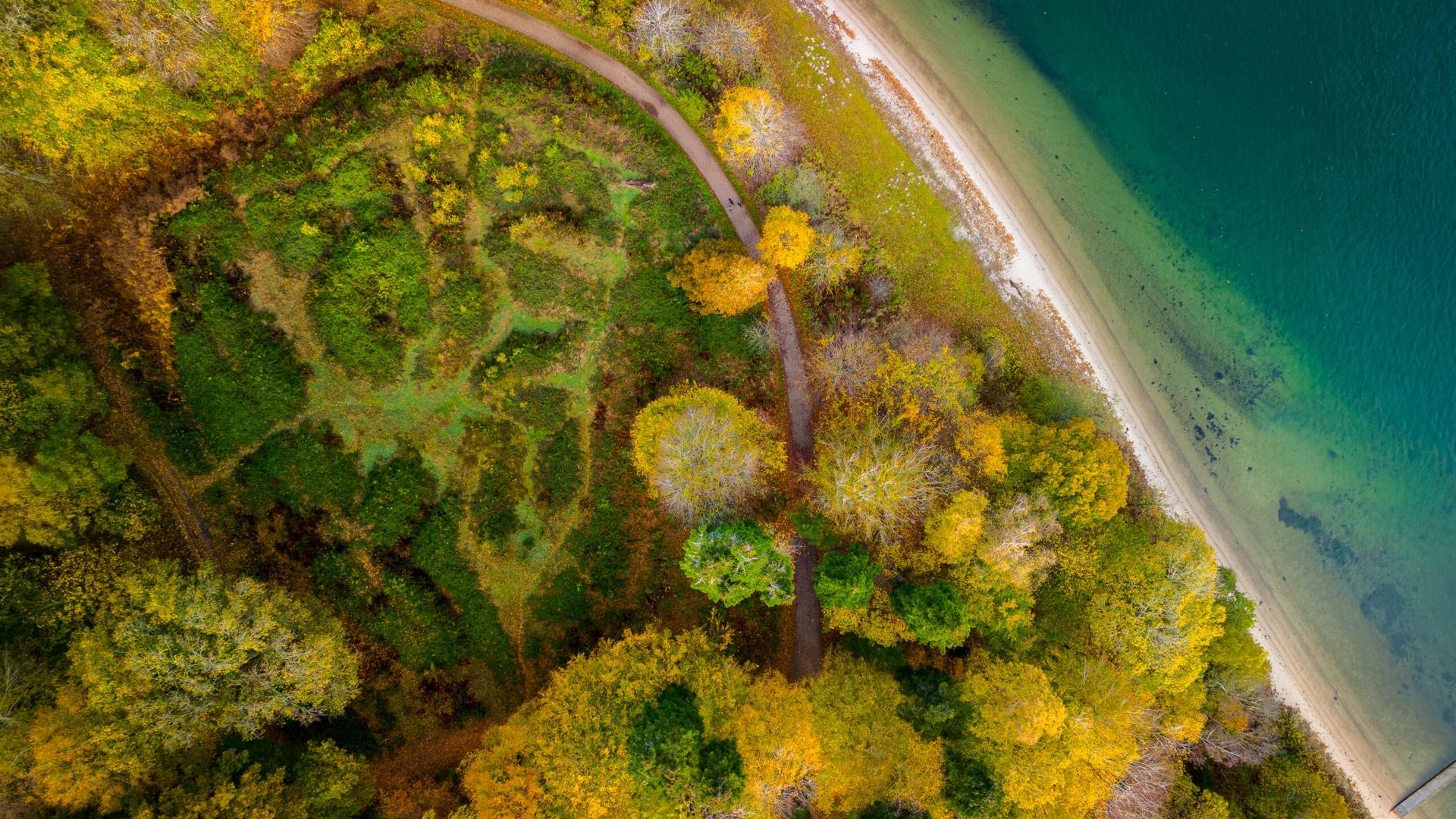 Dronefoto taget lodret ned over gul og grøn efterårsskov, en sti og turkist vand ved kysten